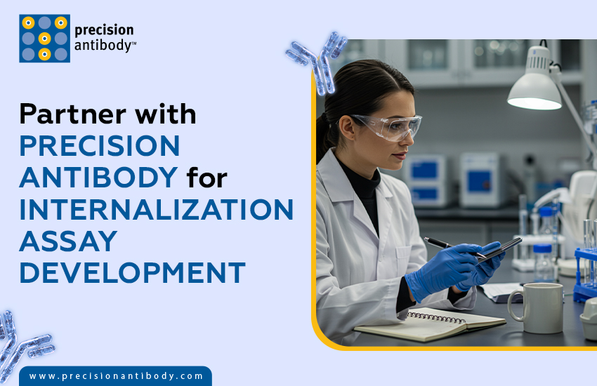 Partner with Precision Antibody for Internalization Assay Development
