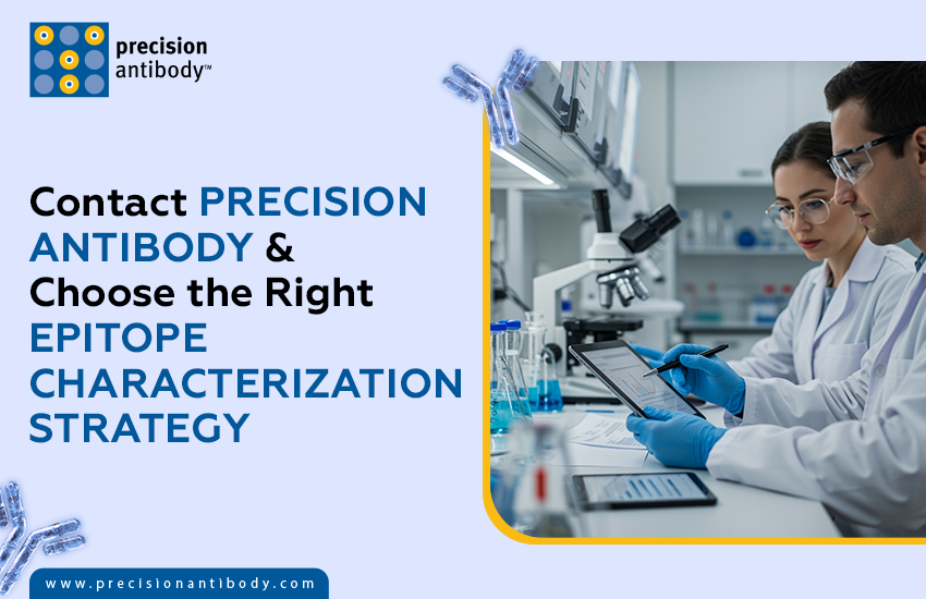 Contact Precision Antibody & Choose the Right Epitope Characterization Strategy
