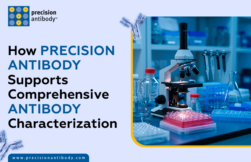 How Precision Antibody Supports Comprehensive Antibody Characterization