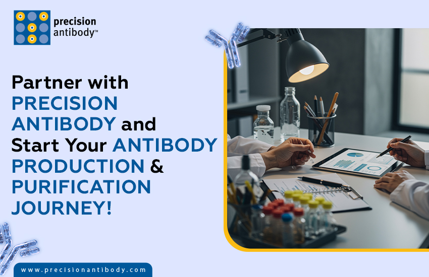 Partner with Precision Antibody and Start Your Antibody Production & Purification Journey!