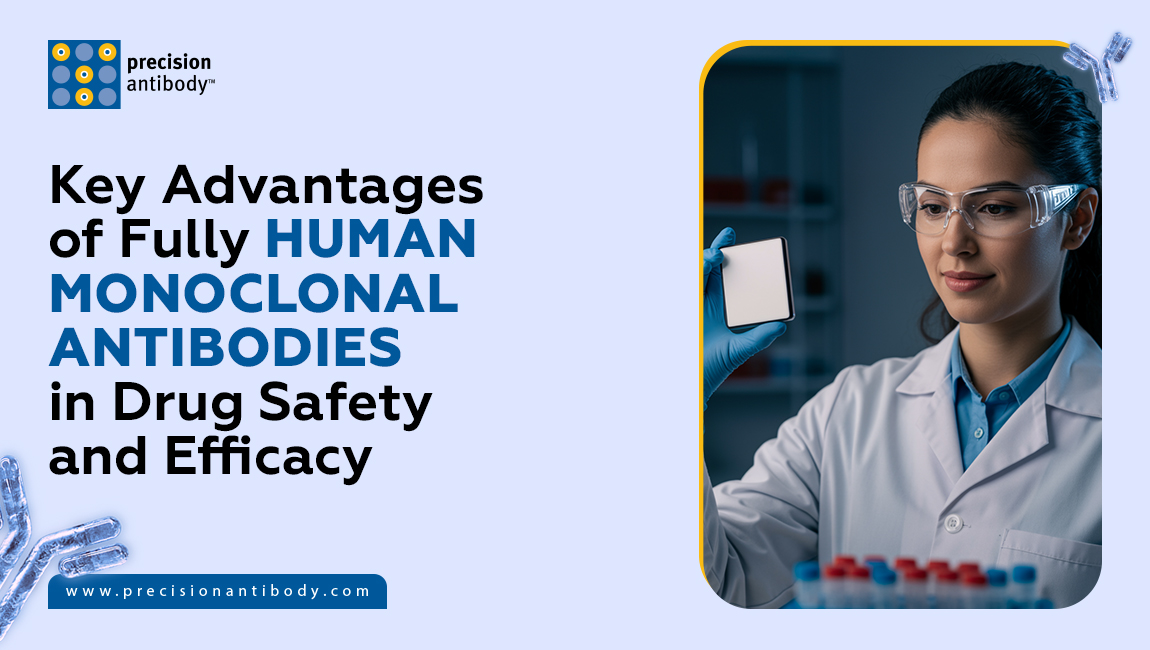 Key Advantages of Fully Human Monoclonal Antibodies in Drug Safety and ...