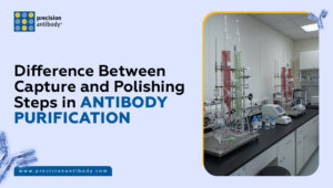 Difference Between Capture and Polishing Steps in Antibody Purification