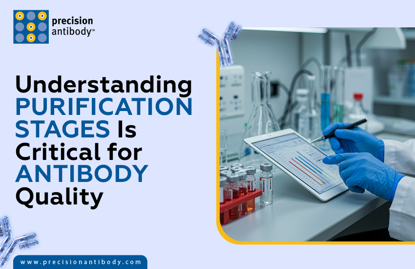 Understanding Purification Stages Is Critical for Antibody Quality