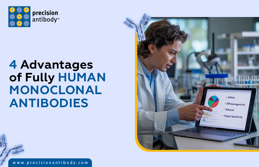 4 Advantages of Fully Human Monoclonal Antibodies