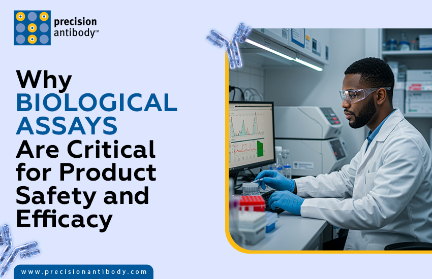 Why Biological Assays Are Critical for Product Safety and Efficacy