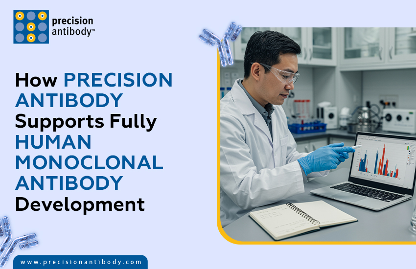 How Precision Antibody Supports Fully Human Monoclonal Antibody Development