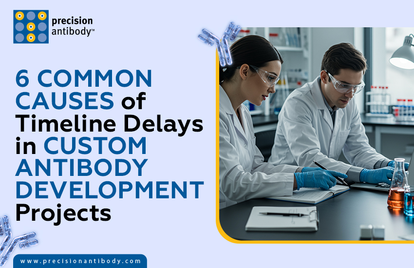 6 Common Causes of Timeline Delays in Custom Antibody Development Projects