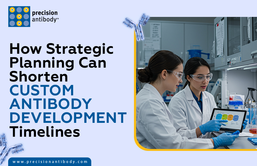 How Strategic Planning Can Shorten Custom Antibody Development Timelines