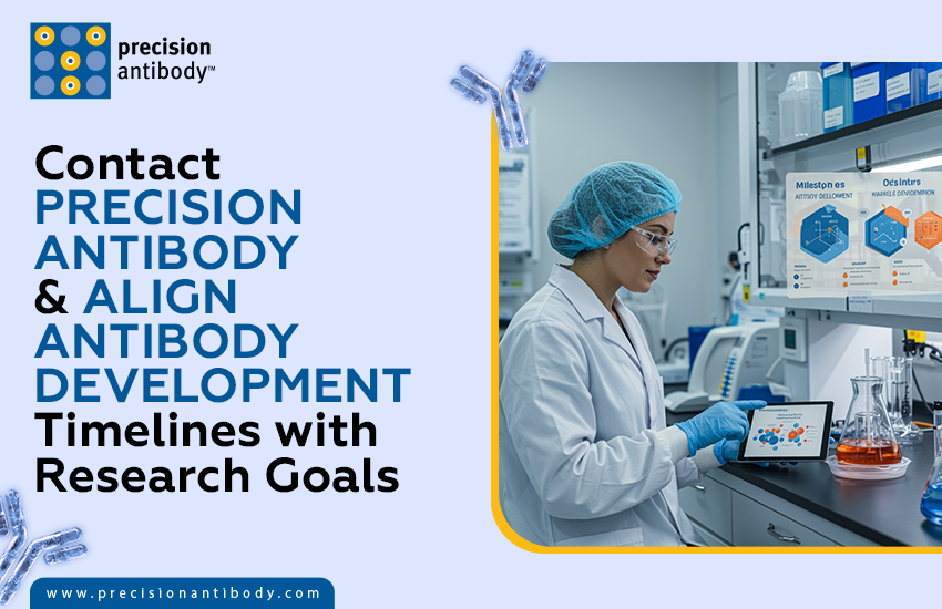 Contact Precision Antibody & Align Antibody Development Timelines with Research Goals